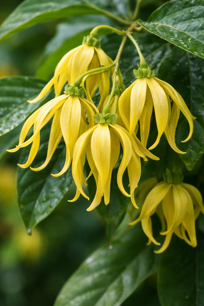 Ylang Ylang Perfume Roller Oil